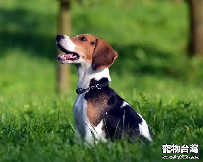 什麼時候開始給小獵犬打疫苗