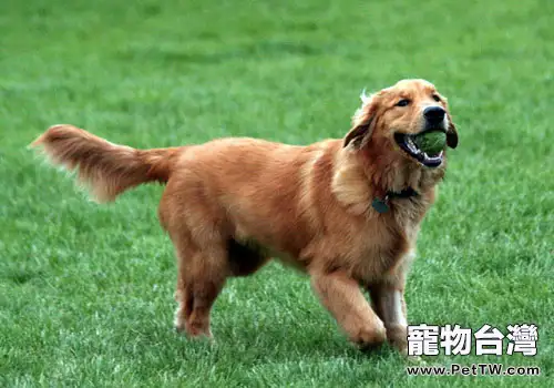 黃金獵犬掉毛多怎麼辦