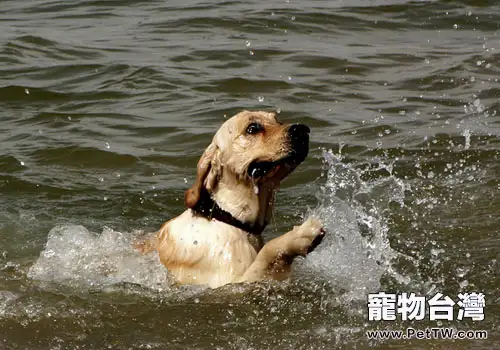 黃金獵犬的服從性高嗎