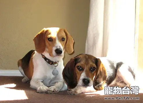 小獵犬的耳朵護理知識(1圖)-寵物台灣