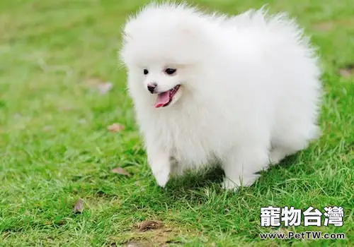 博美 犬（松鼠狗）的飲食注意事項