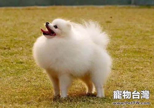 博美 犬(松鼠狗)便秘怎麼辦(1圖)-寵物台灣