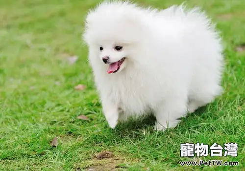 博美 犬（松鼠狗）得犬瘟怎麼辦