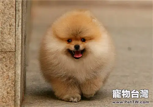 英系博美 犬(松鼠狗)多少錢一隻(1圖)-寵物台灣