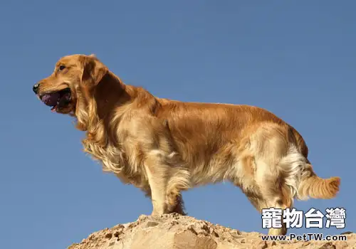 黃金獵犬為什麼可以被選做導盲犬