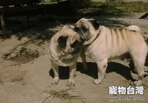 如何挑選一隻健康的巴哥犬(1圖)-寵物台灣