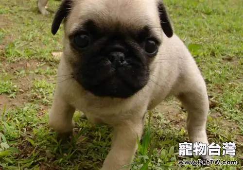 不同階段的巴哥犬該如何餵養(1圖)-寵物台灣