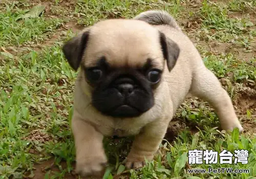 如何防止巴哥犬缺鈣(1圖)-寵物台灣