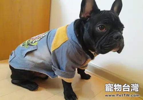 如何區分法國鬥牛犬與波士頓梗(共2張圖片)-寵物台灣