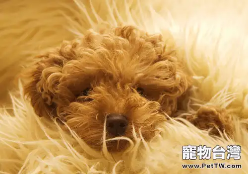 不當餵食可能會導致貴賓犬拉肚子(共2張圖片)-寵物台灣