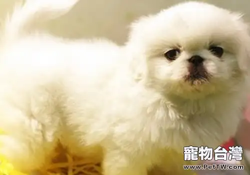 謹防獅子狗(京叭犬)腰椎疾病(1圖)-寵物台灣