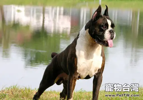 狗狗膿皮病的起因及治療(1圖)-寵物台灣