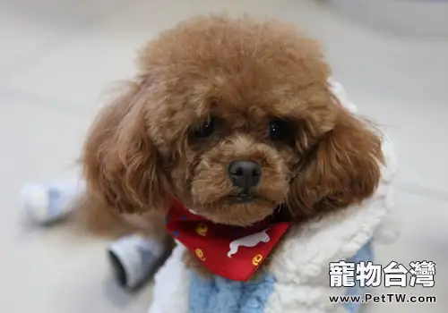 要不要給泰迪犬梳毛