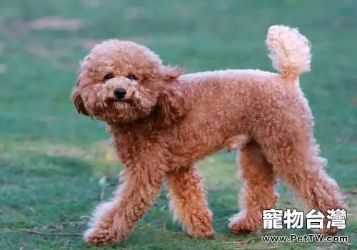 如何應對泰迪犬咳嗽的問題