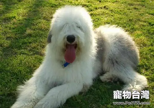 英國古代牧羊犬好養嗎(1圖)-寵物台灣