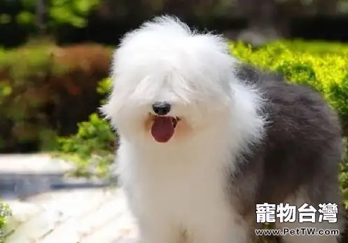英國古代牧羊犬的壽命(1圖)-寵物台灣