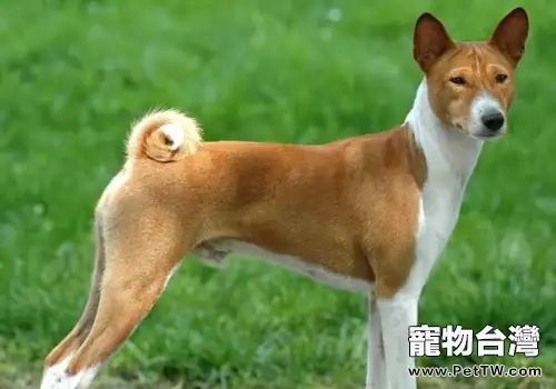 狗狗發育有哪幾個關鍵階段(1圖)-寵物台灣