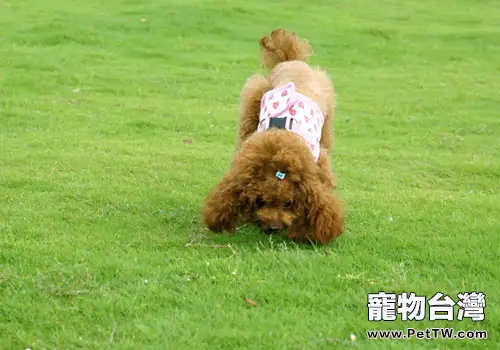 不能忽視的貴賓犬缺鈣(1圖)-寵物台灣