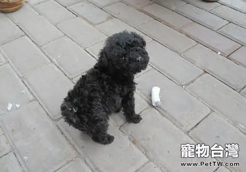 如何應對貴賓犬發燒的情況