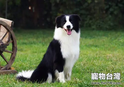 人用藥狗狗都能用嗎(1圖)-寵物台灣