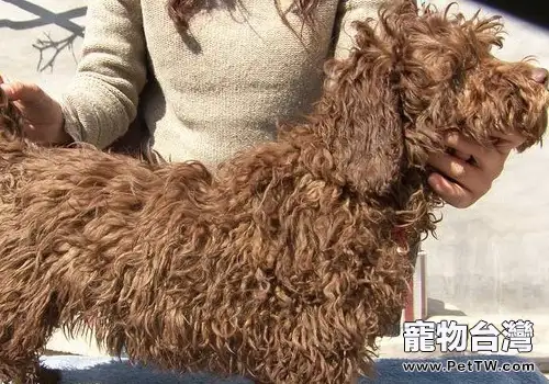 如何為波利犬美容