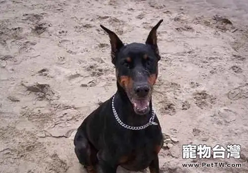 如何挑選好的杜賓犬