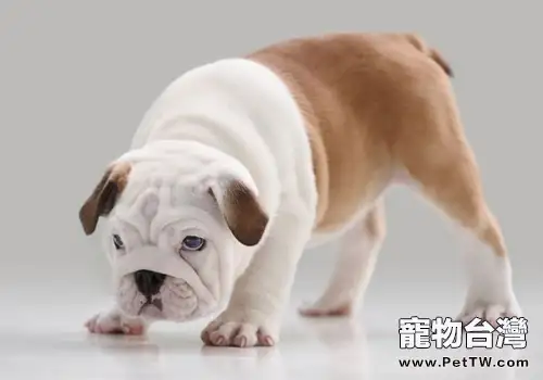 英國鬥牛犬凶嗎