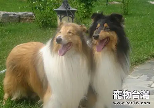 蘇格蘭牧羊犬會咬人嗎