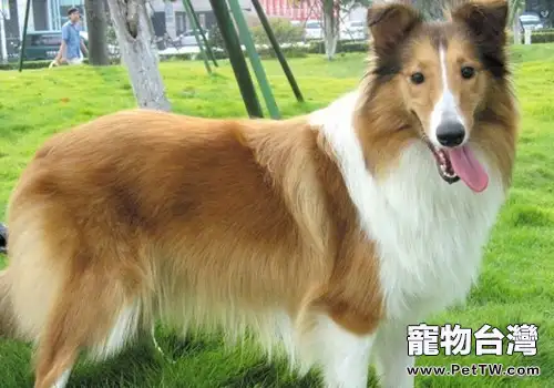 蘇格蘭牧羊犬聰明嗎