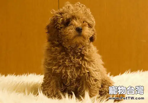 如何給貴賓犬刷牙（1圖）-寵物台灣