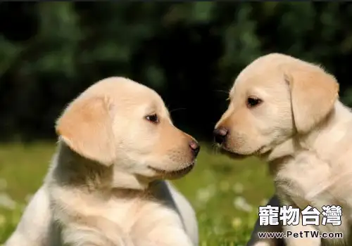 幼犬不宜喂得太飽