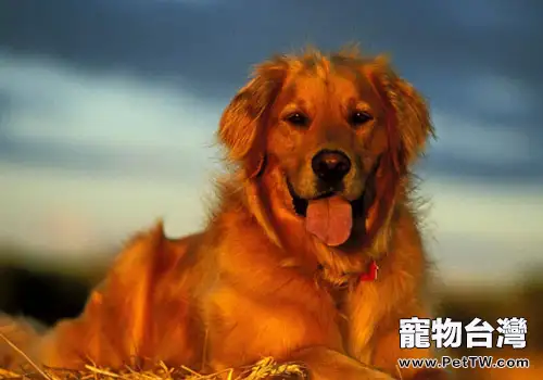 黃金獵犬喜歡咬鞋子怎麼辦(1圖)-寵物台灣