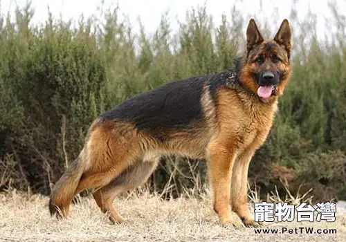 冬季飼養德國牧羊犬的注意事項(1圖)-寵物台灣