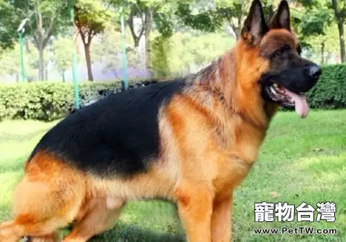 如何與德國牧羊犬培養感情