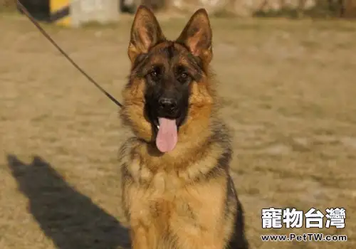 德國牧羊犬適合看家嗎(1圖)-寵物台灣