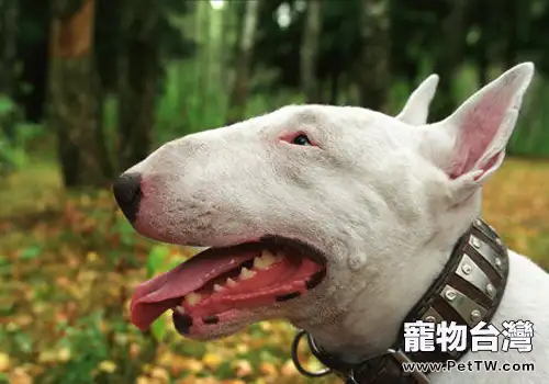 狗狗得血管瘤怎麼辦