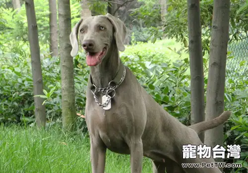 狗狗得關節炎怎麼辦