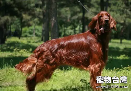 狗狗鼻子乾燥的原因(1圖)-寵物台灣