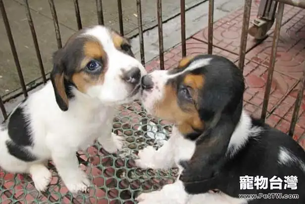 如何防止小獵犬的皮膚病(1圖)-寵物台灣