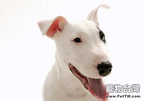 犬瘟熱的基本知識