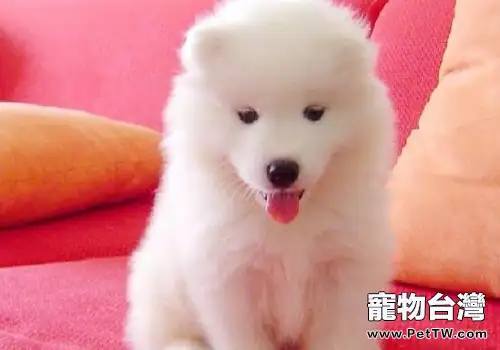 狗狗厭食、嘔吐是什麼原因(1圖)-寵物台灣