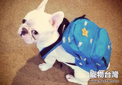 訓練狗狗排泄的方法(1圖)-寵物台灣