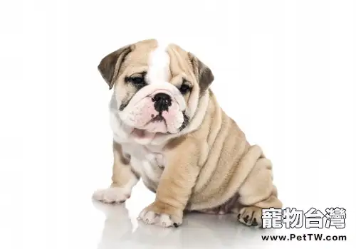 如何改善沙皮狗的體臭問題(1圖)-寵物台灣