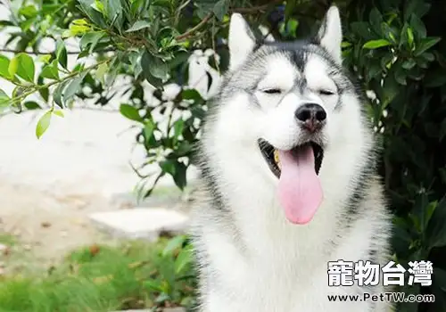 哈士奇的優缺點有哪些（1圖）-寵物台灣