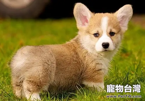 柯基犬的優點有哪些