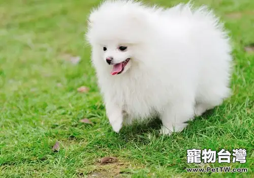 偏食對博美 犬（松鼠狗）的影響