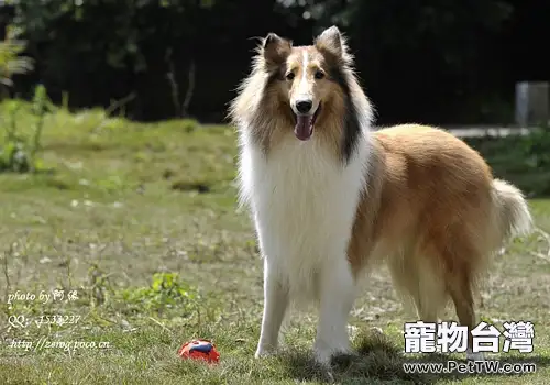 如何給狗狗更換食物