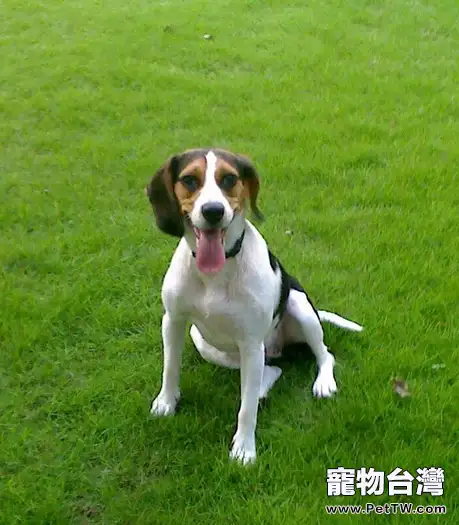 小獵犬磨牙的解決方法(1圖)-寵物台灣