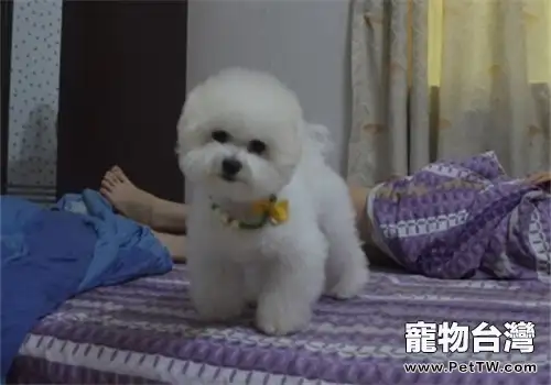 比熊 犬(卷毛比雄犬)消化不良怎麼辦(1圖)-寵物台灣