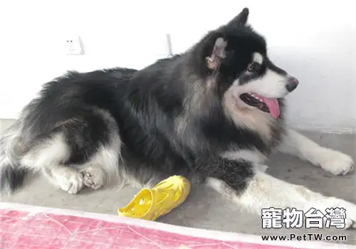 阿拉斯加雪橇犬子宮蓄膿的症狀(1圖)-寵物台灣